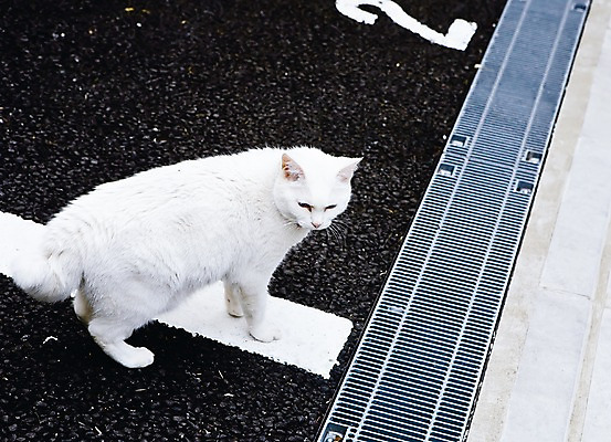 포토 JPG 주간 동물 한마리 해외풍경 해외 아시아 바닥 풍경 사람없음 야외 아웃포커스 숫자 마을 일본 고양이 페인트칠 도쿄 배수구 긴자 동물라이프 반려 야나카 국내포토 자연요소 문자 1 라이프스타일 나라 포유류 페인팅 촬영기법 반려동물 파일형식