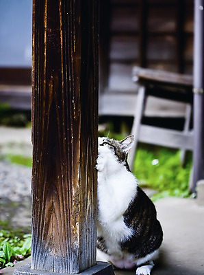 포토 JPG 주간 동물 한마리 해외풍경 해외 아시아 고건축 장난 주택 풍경 사람없음 야외 아웃포커스 마을 일본 고양이 기둥 도쿄 긴자 동물라이프 반려 야나카 긁기 국내포토 자연요소 1 라이프스타일 건축물 건축 나라 포유류 모션 촬영기법 건물 반려동물 파일형식