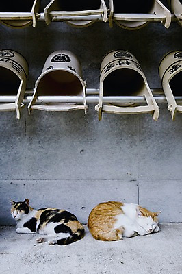 포토 JPG 주간 동물 해외풍경 해외 아시아 엎드리기 두마리 풍경 사람없음 야외 아웃포커스 마을 눈감음 일본 고양이 잠 도쿄 물통 나무통 긴자 동물라이프 반려 야나카 국내포토 자연요소 라이프스타일 나라 2 포유류 모션 촬영기법 통 반려동물 파일형식