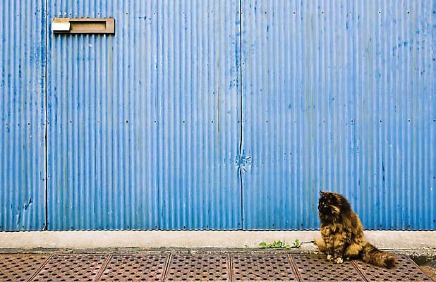 포토 JPG 주간 동물 한마리 해외풍경 해외 아시아 백그라운드 풍경 사람없음 야외 아웃포커스 마을 일본 고양이 우체통 도쿄 보관함 배수구 긴자 동물라이프 반려 야나카 국내포토 자연요소 1 라이프스타일 나라 포유류 촬영기법 반려동물 파일형식