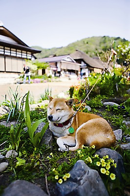 포토 JPG 주간 동물 한마리 해외풍경 해외 아시아 고건축 풍경 야외 아웃포커스 관광지 여행객 마을 일본 돌_바위 잠 개 강아지 묶기 화단 반려 오우치주쿠 후쿠시마 국내포토 자연요소 1 건축물 나라 여행 포유류 모션 촬영기법 사람 반려동물 파일형식