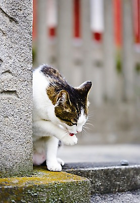포토 JPG 주간 동물 한마리 해외풍경 해외 아시아 거리 외벽 풍경 사람없음 야외 건물 아웃포커스 마을 일본 고양이 도쿄 동물라이프 반려 야나카 국내포토 자연요소 1 라이프스타일 건축물 나라 벽 포유류 촬영기법 반려동물 파일형식
