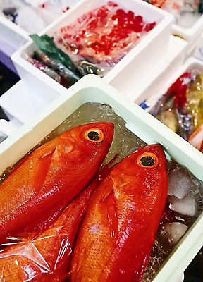 포토 JPG 해외풍경 해외 실내 어류 풍경 사람없음 상점 일본 냉동 얼음 신선 해산물 담기 수산시장 스티로폼박스 국내포토 자연요소 아시아 모션 내부 상자 수중동물 시장 파일형식