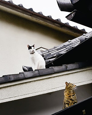 포토 JPG 주간 동물 해외풍경 해외 건축물 아시아 두마리 지붕 주택 기와 풍경 사람없음 야외 건물 마을 일본 고양이 도쿄 긴자 동물라이프 반려 야나카 국내포토 자연요소 라이프스타일 건축 나라 2 포유류 반려동물 파일형식