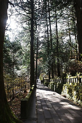 포토 JPG 주간 나무 해외풍경 해외 계절 아시아 길 낙엽 돌담 그림자 사람 풍경 여러명 야외 울타리 담장 일본 산책로 가을 군마 이바라키 국내포토 자연요소 식물 나라 다수 잎 돌_바위 파일형식