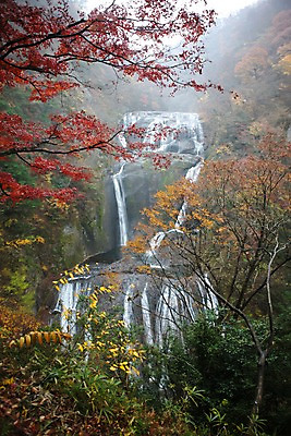포토 JPG 주간 나무 해외풍경 해외 계절 아시아 단풍 자연 단풍나무 물줄기 풍경 사람없음 야외 관광지 일본 절벽 폭포 안개 가을 돌_바위 바위 숲 군마 명승지 이바라키 후쿠로다폭포 국내포토 자연요소 식물 나라 여행 잎 날씨 물 생태계 파일형식