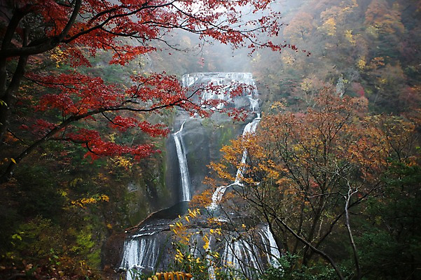 포토 JPG 주간 나무 해외풍경 해외 계절 아시아 단풍 자연 단풍나무 물줄기 풍경 사람없음 야외 관광지 일본 절벽 폭포 안개 가을 돌_바위 바위 숲 군마 명승지 이바라키 후쿠로다폭포 국내포토 자연요소 식물 나라 여행 잎 날씨 물 생태계 파일형식
