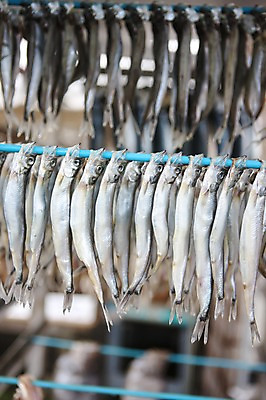 포토 JPG 주간 해외풍경 해외 아시아 다수 백그라운드 여러마리 건조 어류 풍경 사람없음 야외 아웃포커스 일본 작업장 군마 걸림 작업대 이바라키 국내포토 자연요소 나라 산업 모션 촬영기법 수중동물 파일형식