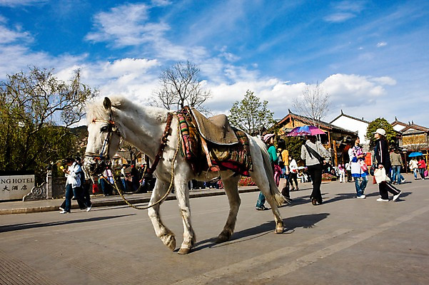 포토 JPG 주간 동물 구름 한마리 해외풍경 해외 아시아 고건축 하늘 사람 풍경 여러명 야외 건물 관광지 여행객 상점 맑음 중국 말_동물 운남성 리장 올드타운 국내포토 자연요소 1 건축물 나라 여행 다수 포유류 날씨 성 파일형식