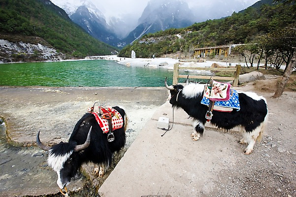 포토 JPG 주간 동물 해외풍경 해외 아시아 호수 두마리 산 사람 풍경 여러명 야외 물 관광지 여행객 중국 묶기 만년설 운남성 리장 바이수이허 야크 인공호수 국내포토 자연요소 나라 여행 다수 2 모션 성 파일형식