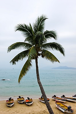 포토 JPG 주간 나무 식물 해외풍경 해외 아시아 바다 백그라운드 자연 하늘 한그루 풍경 해변 사람없음 야외 모래사장 야자수 중국 보트 휴양지 해남도 선박 국내포토 자연요소 1 나라 수상교통 배_교통 장소 생태계 파일형식