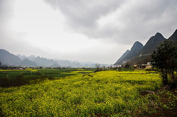 포토 JPG 주간 구름 해외풍경 해외 꽃 아시아 꽃밭 자연 하늘 산 논 풍경 초원 사람없음 야외 중국 시골 유채 흐림 구이저우성 귀주성 국내포토 자연요소 식물 나라 농업 날씨 생태계 파일형식