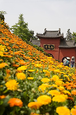 포토 JPG 주간 해외풍경 해외 꽃 아시아 종교 문화 외국문화 꽃밭 불교 풍경 야외 아웃포커스 관광지 여행객 중국 사찰 역사 백마사 허난성 국내포토 자연요소 식물 나라 여행 종교건축 촬영기법 사람 성 파일형식