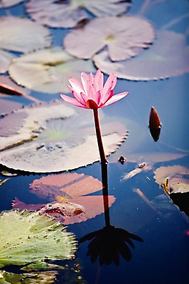 포토 JPG 주간 식물 해외풍경 해외 꽃 아시아 태국 연꽃 풍경 사람없음 야외 아웃포커스 반사 연못 수면 수중식물 연잎 국내포토 자연요소 나라 잎 촬영기법 물 파일형식