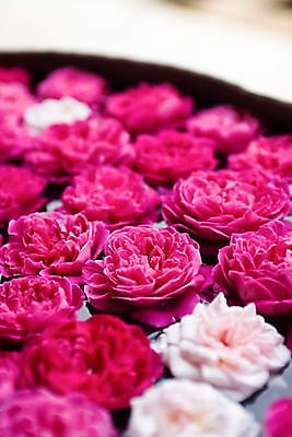 포토 JPG 식물 해외 꽃 아시아 분홍색 여러송이 다수 백그라운드 태국 욕조 실내 사람없음 아웃포커스 빨간색 물 스파 수조 스파용품 치앙라이 국내포토 자연요소 나라 컬러 촬영기법 내부 오브젝트 파일형식