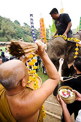 포토 JPG 주간 해외풍경 해외 꽃 아시아 스포츠 태국 코끼리 운동선수 안전 사람 풍경 경기 여러명 야외 경기장 깃발 의식 군중 승려 치앙라이 국내포토 자연요소 식물 나라 다수 포유류 스포츠시설 성직자 파일형식