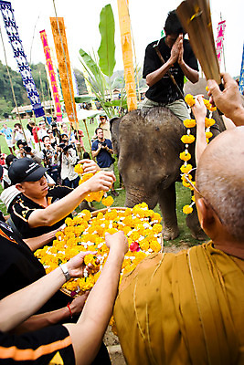 포토 JPG 주간 해외풍경 해외 꽃 아시아 스포츠 태국 코끼리 운동선수 안전 사람 풍경 경기 여러명 야외 경기장 깃발 의식 군중 승려 치앙라이 국내포토 자연요소 식물 나라 다수 포유류 스포츠시설 성직자 파일형식