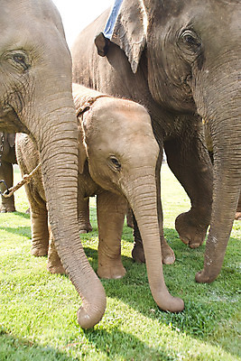 포토 JPG 주간 동물 해외풍경 해외 아시아 새끼 백그라운드 포유류 가족 태국 코끼리 동물원 세마리 그림자 잔디 초원 사람없음 야외 농장 어미 치앙라이 국내포토 자연요소 식물 나라 농업 관계 3 풍경 파일형식