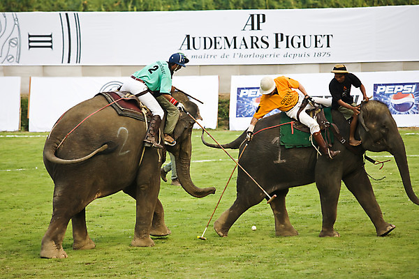 포토 JPG 주간 외국인 동물 해외풍경 해외 남자 아시아 스포츠 두마리 태국 코끼리 경기 여러명 성인 야외 아웃포커스 경기장 게임 치앙라이 남자만 성인남자만 성인만 국내포토 자연요소 나라 다수 2 포유류 스포츠시설 놀이 촬영기법 사람 인종 풍경 파일형식