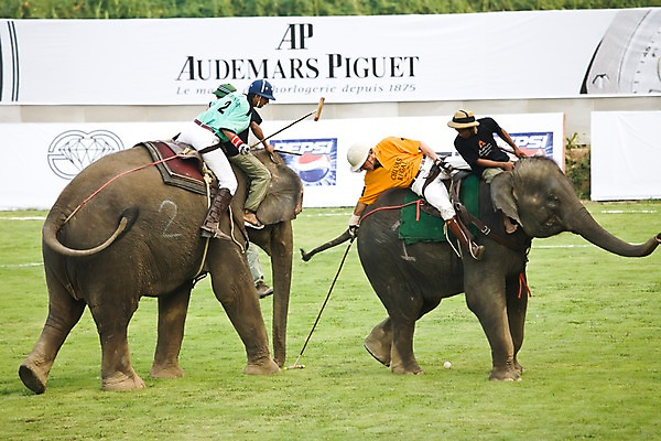 포토 JPG 주간 외국인 동물 해외풍경 해외 남자 아시아 스포츠 두마리 태국 코끼리 경기 여러명 성인 야외 아웃포커스 경기장 게임 치앙라이 남자만 성인남자만 성인만 국내포토 자연요소 나라 다수 2 포유류 스포츠시설 놀이 촬영기법 사람 인종 풍경 파일형식