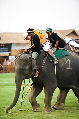 포토 JPG 주간 외국인 동물 한마리 해외풍경 해외 남자 아시아 스포츠 태국 코끼리 경기 여러명 성인 야외 아웃포커스 경기장 게임 치앙라이 남자만 성인남자만 성인만 국내포토 자연요소 1 나라 다수 포유류 스포츠시설 놀이 촬영기법 사람 인종 풍경 파일형식