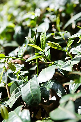 포토 JPG 주간 식물 해외풍경 해외 아시아 백그라운드 잎 태국 풍경 근접촬영 사람없음 야외 아웃포커스 초록색 녹차밭 녹차잎 차밭 치앙라이 국내포토 자연요소 나라 뷰포인트 컬러 밭 촬영기법 녹차 찻잎 파일형식