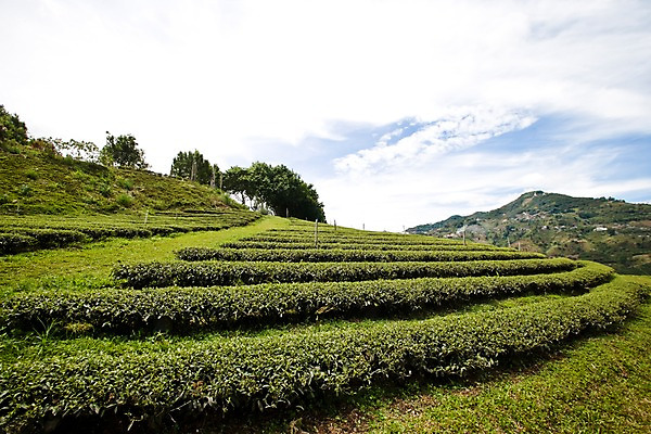 포토 JPG 주간 구름 해외풍경 해외 아시아 밭 태국 자연 하늘 산 풍경 사람없음 야외 초록색 맑음 작업 언덕 녹차밭 차밭 치앙라이 국내포토 자연요소 나라 컬러 농업 날씨 녹차 생태계 파일형식