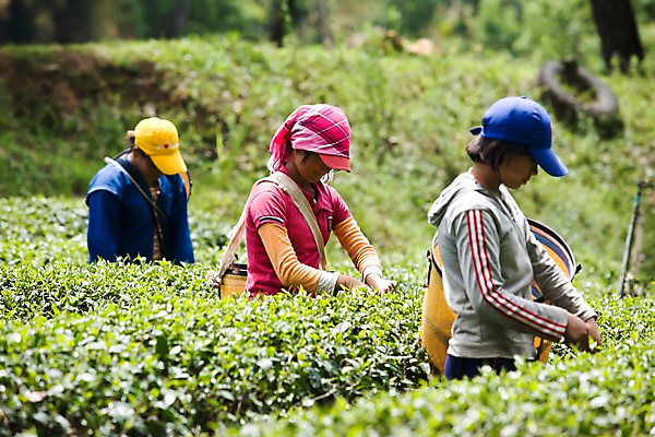 포토 JPG 주간 해외풍경 해외 여자 아시아 밭 태국 자연 사람 풍경 성인 야외 세명 작업 작업실 언덕 녹차밭 차밭 치앙라이 여자만 성인여자만 성인만 국내포토 자연요소 나라 농업 녹차 생태계 파일형식