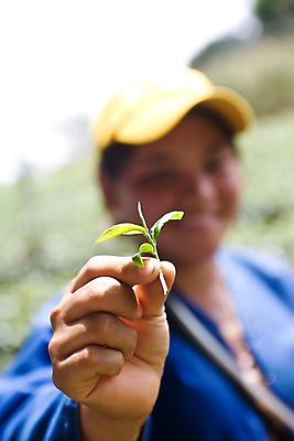 포토 JPG 주간 해외풍경 해외 여자 아시아 잎 밭 태국 자연 한명 들기 사람 풍경 근접촬영 성인 야외 아웃포커스 작업 녹차밭 차밭 치앙라이 여자만 여자한명만 성인여자만 성인만 국내포토 자연요소 식물 1 나라 뷰포인트 농업 모션 촬영기법 녹차 생태계 파일형식