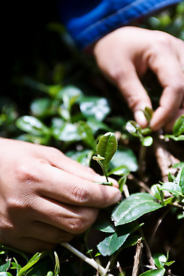 포토 JPG 주간 식물 해외풍경 해외 손 아시아 잎 태국 사람 풍경 근접촬영 야외 아웃포커스 신체부위 양손 작업 녹차밭 녹차잎 차밭 치앙라이 국내포토 자연요소 나라 뷰포인트 밭 촬영기법 녹차 찻잎 파일형식