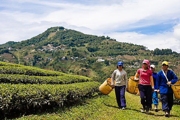 포토 JPG 주간 구름 해외풍경 해외 여자 아시아 밭 태국 자연 하늘 산 사람 풍경 여러명 성인 야외 맑음 작업 작업실 언덕 녹차밭 차밭 치앙라이 여자만 성인여자만 성인만 국내포토 자연요소 나라 다수 농업 날씨 녹차 생태계 파일형식
