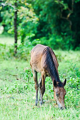 포토 JPG 주간 나무 식물 동물 한마리 해외풍경 해외 아시아 포유류 자연 필리핀 풍경 초원 사람없음 야외 아웃포커스 말_동물 풀 먹이 칼라윗섬 국내포토 자연요소 1 나라 섬 촬영기법 동남아시아 생태계 파일형식