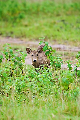 포토 JPG 주간 식물 동물 한마리 해외풍경 해외 아시아 야생동물 포유류 자연 사슴 필리핀 풍경 초원 사람없음 야외 아웃포커스 초록색 풀 칼라윗섬 국내포토 자연요소 1 나라 컬러 섬 촬영기법 동남아시아 생태계 파일형식