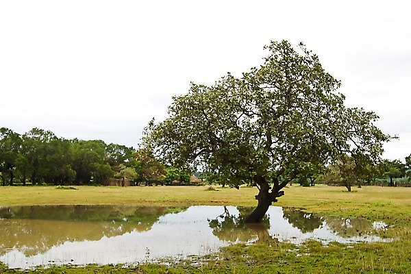 포토 JPG 주간 나무 식물 해외풍경 해외 아시아 자연 주택 필리핀 풍경 초원 사람없음 야외 물 반사 풀 고인 움막 칼라윗섬 국내포토 자연요소 나라 섬 건물 동남아시아 생태계 파일형식