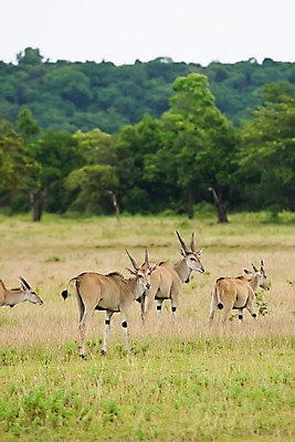 포토 JPG 주간 나무 식물 동물 해외풍경 해외 아시아 여러마리 자연 동물원 필리핀 풍경 초원 사람없음 야외 아웃포커스 풀 먹이 사파리 영양 영양_동물 국내포토 자연요소 나라 다수 촬영기법 동남아시아 생태계 파일형식
