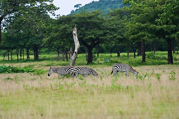 포토 JPG 주간 나무 식물 동물 해외풍경 해외 아시아 섬 자연 동물원 세마리 필리핀 풍경 초원 사람없음 야외 아웃포커스 풀 숲 먹이 사파리 얼룩말 칼라윗섬 국내포토 자연요소 나라 촬영기법 3 동남아시아 말_동물 생태계 파일형식