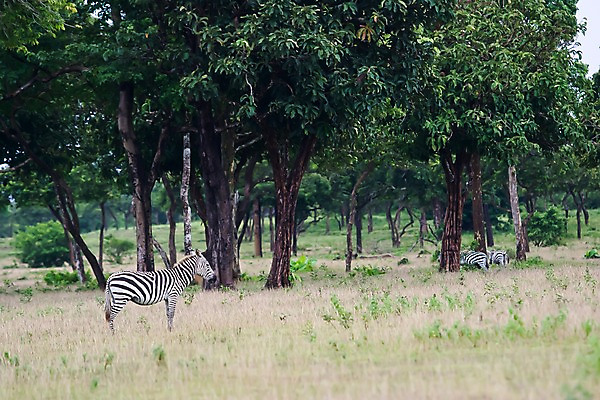 포토 JPG 주간 나무 식물 동물 해외풍경 해외 아시아 섬 자연 동물원 세마리 필리핀 풍경 초원 사람없음 야외 아웃포커스 풀 숲 먹이 사파리 얼룩말 칼라윗섬 국내포토 자연요소 나라 촬영기법 3 동남아시아 말_동물 생태계 파일형식