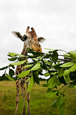 포토 JPG 주간 나무 식물 동물 한마리 해외풍경 해외 아시아 섬 자연 동물원 필리핀 풍경 근접촬영 초원 사람없음 야외 아웃포커스 풀 먹이 기린 사파리 칼라윗섬 국내포토 자연요소 1 나라 뷰포인트 포유류 촬영기법 동남아시아 생태계 파일형식