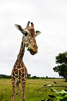포토 JPG 주간 나무 식물 동물 한마리 해외풍경 해외 아시아 섬 자연 동물원 필리핀 풍경 근접촬영 초원 사람없음 야외 아웃포커스 풀 먹이 기린 사파리 칼라윗섬 국내포토 자연요소 1 나라 뷰포인트 포유류 촬영기법 동남아시아 생태계 파일형식
