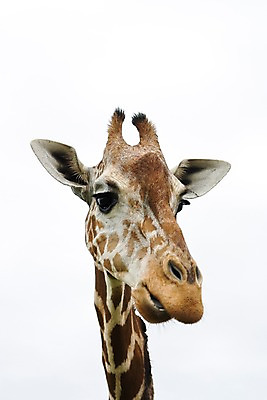 포토 JPG 주간 동물 한마리 해외 아시아 섬 자연 동물원 필리핀 사람없음 야외 아웃포커스 기린 사파리 칼라윗섬 국내포토 자연요소 1 나라 포유류 촬영기법 동남아시아 생태계 파일형식