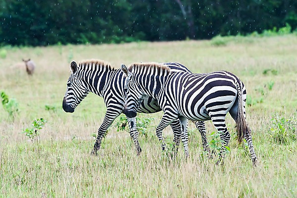 포토 JPG 주간 식물 동물 해외풍경 해외 아시아 섬 두마리 자연 동물원 필리핀 풍경 초원 사람없음 야외 아웃포커스 풀 먹이 사파리 얼룩말 칼라윗섬 국내포토 자연요소 나라 2 촬영기법 동남아시아 말_동물 생태계 파일형식