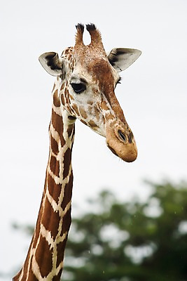 포토 JPG 주간 나무 동물 한마리 해외풍경 해외 아시아 섬 자연 동물원 필리핀 풍경 사람없음 야외 아웃포커스 기린 사파리 칼라윗섬 국내포토 자연요소 식물 1 나라 포유류 촬영기법 동남아시아 생태계 파일형식