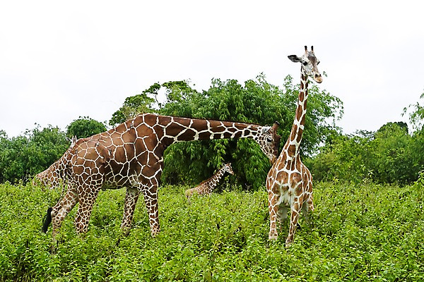 포토 JPG 주간 나무 식물 동물 해외풍경 해외 아시아 섬 자연 동물원 세마리 필리핀 풍경 초원 사람없음 야외 풀 먹이 기린 사파리 칼라윗섬 국내포토 자연요소 나라 포유류 3 동남아시아 생태계 파일형식