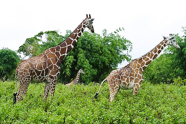 포토 JPG 주간 나무 식물 동물 해외풍경 해외 아시아 섬 자연 동물원 세마리 필리핀 풍경 초원 사람없음 야외 풀 먹이 기린 사파리 칼라윗섬 국내포토 자연요소 나라 포유류 3 동남아시아 생태계 파일형식