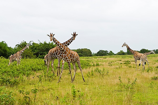 포토 JPG 주간 나무 식물 동물 해외풍경 해외 아시아 섬 여러마리 자연 동물원 필리핀 풍경 초원 사람없음 야외 풀 먹이 기린 사파리 칼라윗섬 국내포토 자연요소 나라 다수 포유류 동남아시아 생태계 파일형식
