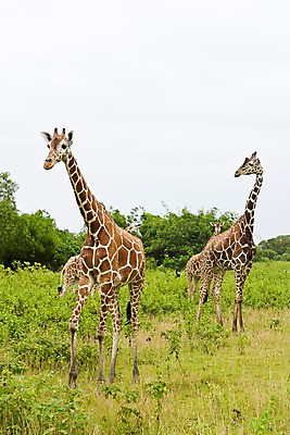 포토 JPG 주간 나무 식물 동물 해외풍경 해외 아시아 섬 자연 동물원 세마리 필리핀 풍경 초원 사람없음 야외 풀 먹이 기린 사파리 칼라윗섬 국내포토 자연요소 나라 포유류 3 동남아시아 생태계 파일형식