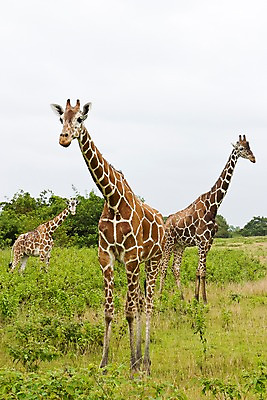 포토 JPG 주간 나무 식물 동물 해외풍경 해외 아시아 섬 자연 동물원 세마리 필리핀 풍경 초원 사람없음 야외 풀 먹이 기린 사파리 칼라윗섬 국내포토 자연요소 나라 포유류 3 동남아시아 생태계 파일형식