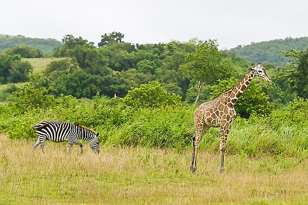 포토 JPG 주간 나무 식물 동물 해외풍경 해외 아시아 섬 두마리 자연 동물원 필리핀 풍경 초원 사람없음 야외 풀 먹이 기린 사파리 얼룩말 칼라윗섬 국내포토 자연요소 나라 2 포유류 동남아시아 말_동물 생태계 파일형식
