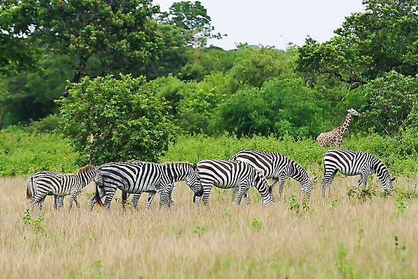 포토 JPG 주간 나무 식물 동물 해외풍경 해외 아시아 섬 여러마리 자연 동물원 필리핀 풍경 초원 사람없음 야외 풀 먹이 기린 사파리 얼룩말 칼라윗섬 국내포토 자연요소 나라 다수 포유류 동남아시아 말_동물 생태계 파일형식