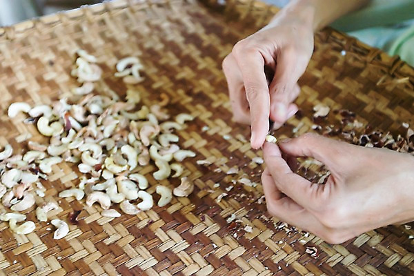 포토 JPG 손 열매 아시아 음식 백그라운드 실내 필리핀 사람 손짓 아웃포커스 신체부위 갈색 견과류 껍질 작업 작업실 정리 작업대 캐슈넛 국내포토 식물 나라 컬러 모션 촬영기법 내부 동남아시아 파일형식